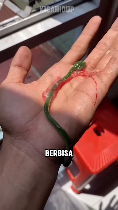 ular kok melahirkan !