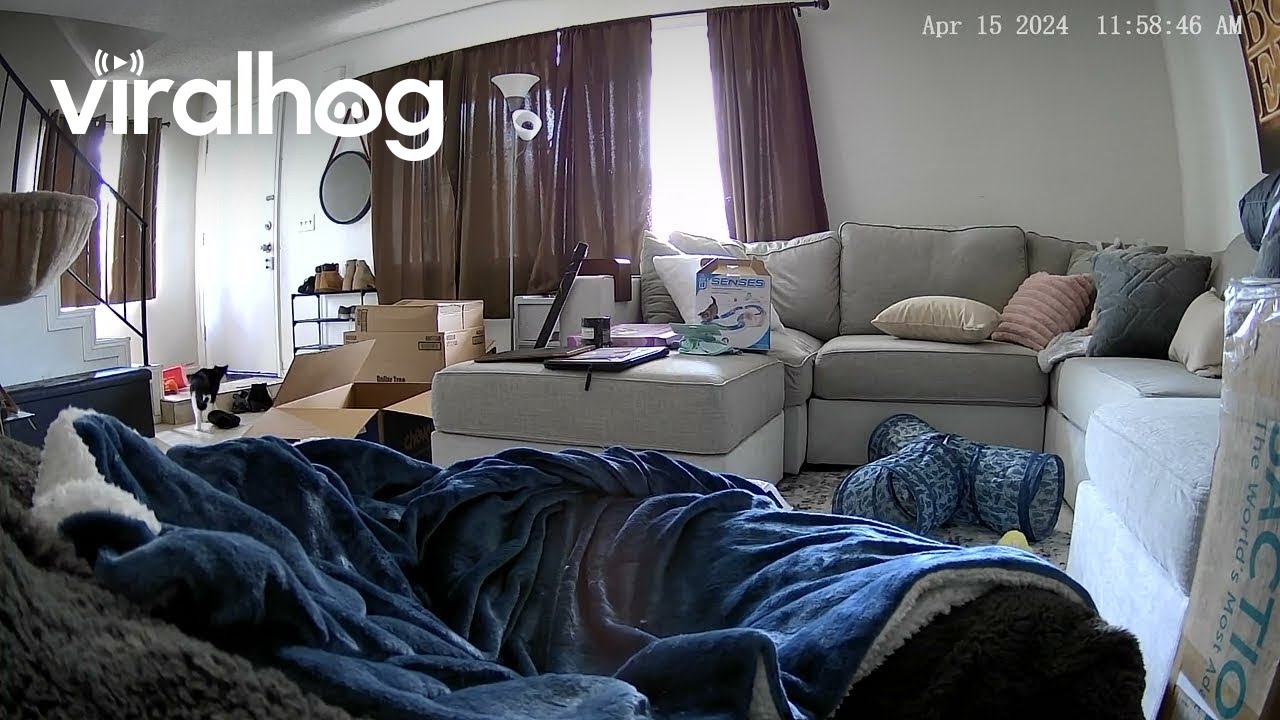 Cat Panics When It Gets Head Stuck in Bag || ViralHog