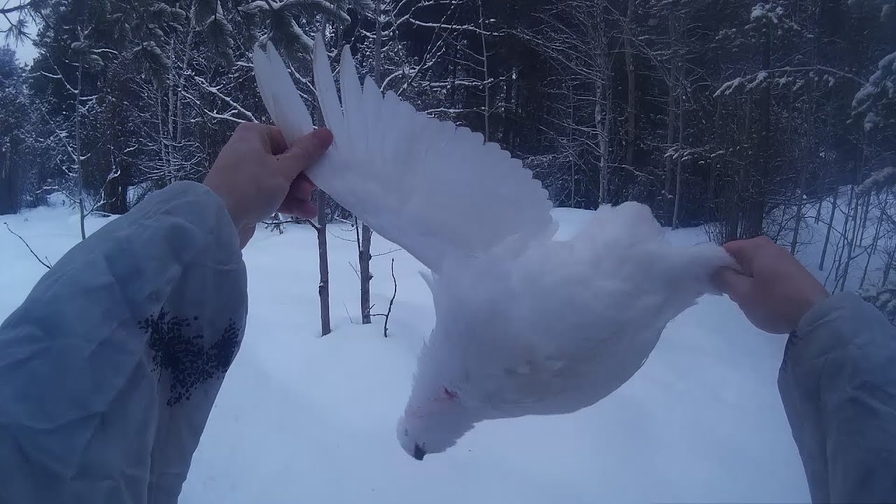 Ловлю куропаток