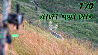 Sarah Smokes 170 Inch Velvet Mule Deer With A Bow! | Bowmar Bowhunting