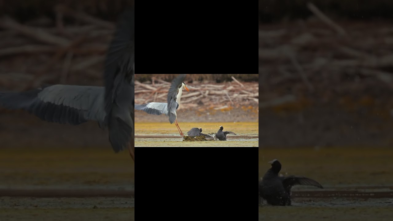 A big bird fighting with a small bird 