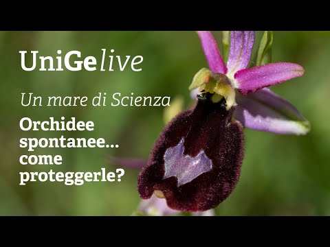 Video: Informazioni sulla pianta di Helleborine: informazioni sulla coltivazione di orchidee Epipactis selvatiche