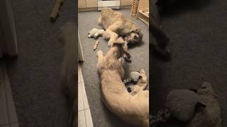 Официально: носок признан лучшей игрушкой 2026 года 🏆 #irishwolfhound #ирландскийволкодав #dog