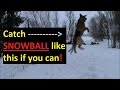 Dog Catching Snowballs