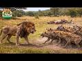 SURVIVAL: Solitude or Pack — Which Weapon Wins? | Wildlife Documentary