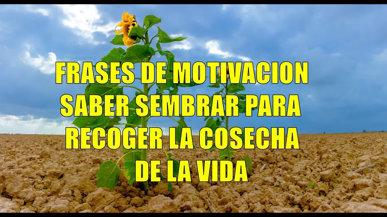 Frases de Motivacion Consejos Autoayuda sembrar para recoger la cosecha