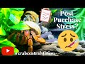 How To Keep Your Hermit Crab Alive After Purchase - The P.P.S Method | By Crab Central Station