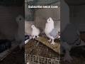 high quality aggressive satin pigeon #fancy #kabootar