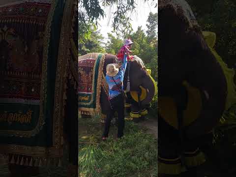 ช้างๆๆๆ