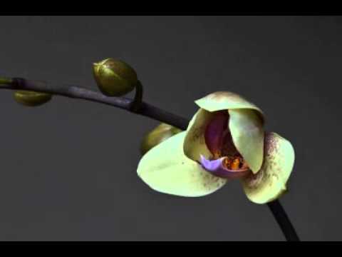 Orchid Bud Opening Time Lapse Video Youtube