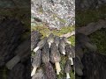 FIRST MOREL OF SEASON, NORTHERN MI. #wildmushrooms #morchella #mushroom #outdoors #foraging