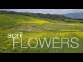 April Flowers, a short film by Robert Gray