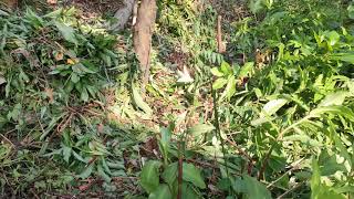 Padam After Cutting Plants 25012021