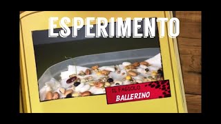IL FAGIOLO BALLERINO Esperimento: germinazione pianta di fagioli nel cotone.