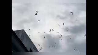 SUARA WALET TERBAIK... #2022