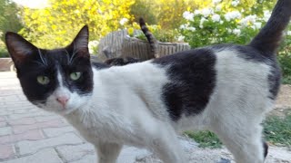 The shy cat was waiting for my greeting to the other cat to pick me up