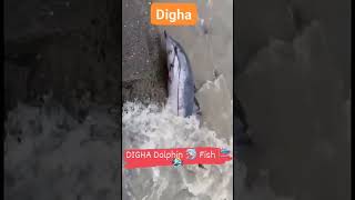 DIGHA : Dolphin at Digha