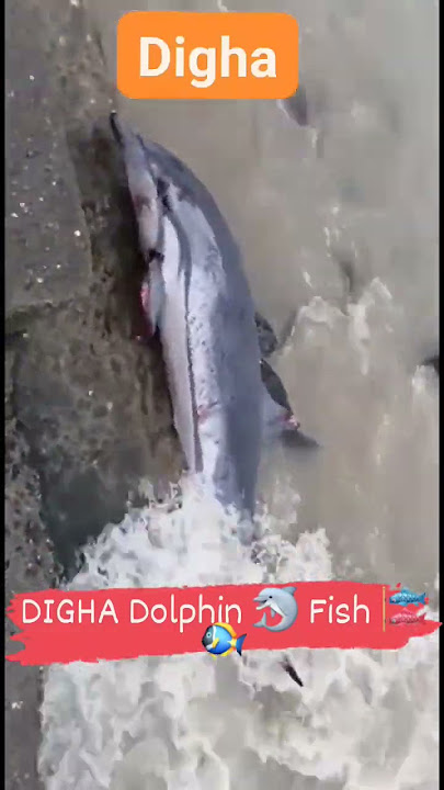 DIGHA : Dolphin at Digha