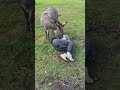 Baby Donkey Tackles Woman To The Ground For Cuddles