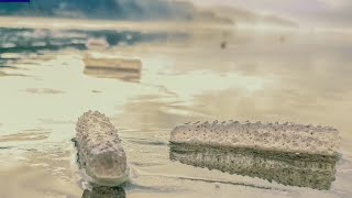 Hundreds of sea pickles are washing ashore in Oregon. Here’s why