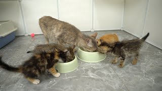 MOTHER CAT AND FOUR KITTENS are healthy and happy in their new home by Take Me HOME 775 views 2 months ago 11 minutes, 46 seconds