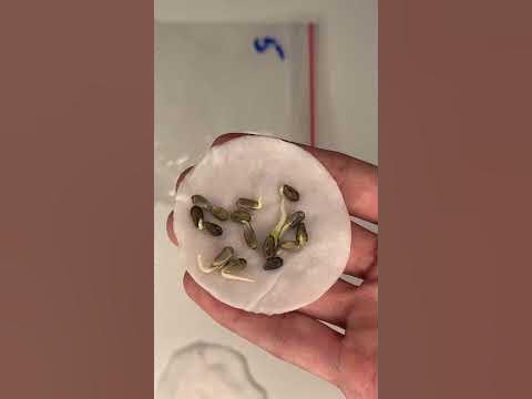 Уникальное Лечебное Растение для Здоровья! Улучшает кровообращение и ...