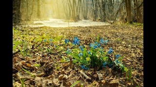 Таня Весна дітям -2 (вірші українською мовою)Тетяна Сливко  Весна прийшла