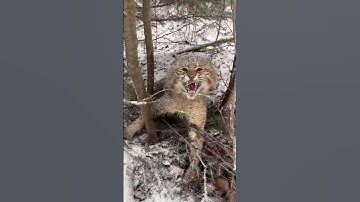 python Attack on Lion 🦁