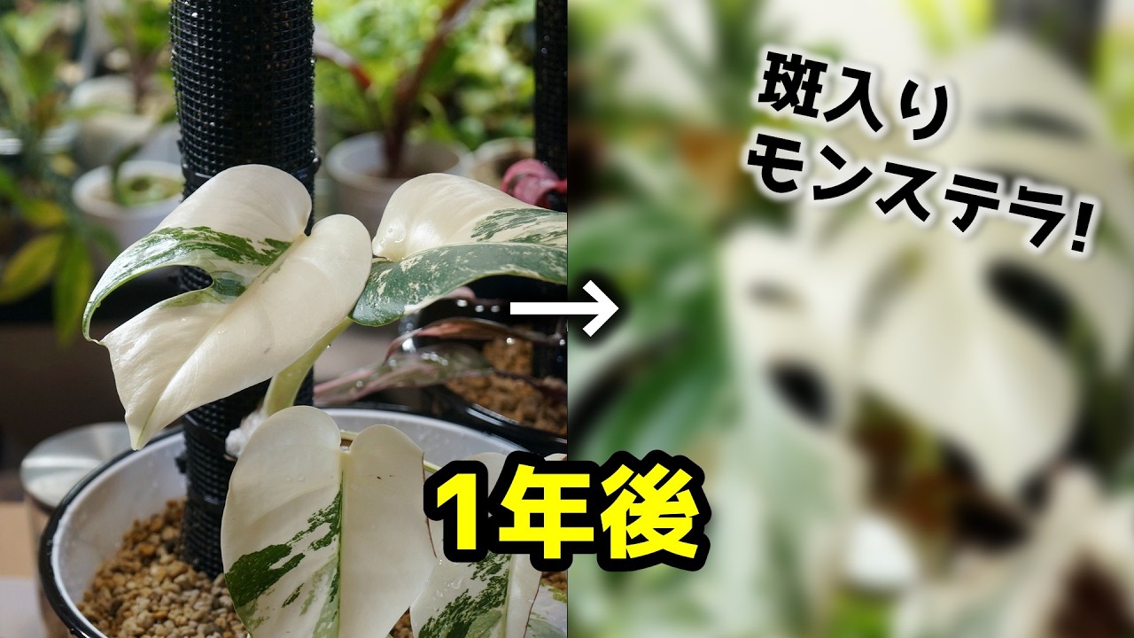 ”100均の手作り支柱”で育てた観葉植物…、1年後の姿と新たなステップ♪【斑入りモンステラ】