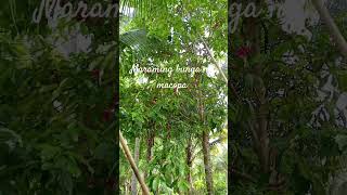 Daming Bunga Ng Macopa viral fruit