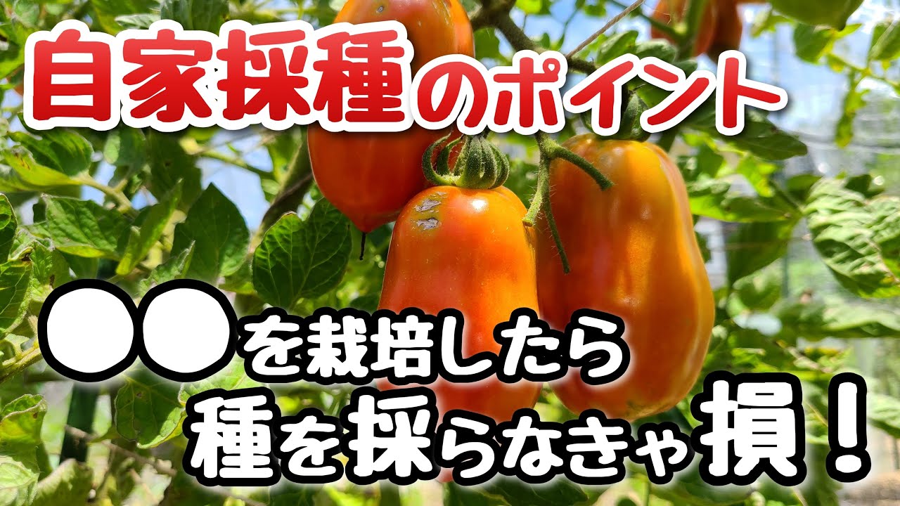 Points to remember when self-seeding] Vegetables that are