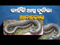 Why Anaconda Dies In Nandankanan Zoo ? // କାହିଁକି ଆଖି ବୁଜିଲା ଆନାକୋଣ୍ଡା ?