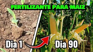 Complete Fertilization Plan for Corn: Maximize Your Harvest! Complete Fertilization Plan for Corn: Maximize Your Harvest!