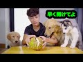 初めてドリアンを食べた犬たちの反応が超面白い・人間のように好き嫌いが分かれる