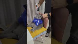 Miu Xinh 02 - Đẹp Trai & Lịch Lãm