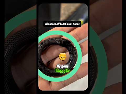 ماری که خودشو می خوره