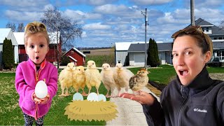 Kid fun video Picking chicken eggs and visiting baby chicks! Baby farm animals!