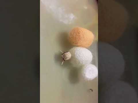 When a silkworm