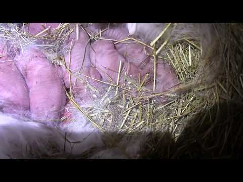 დაიბადნენ გავანას ბაჭიები...