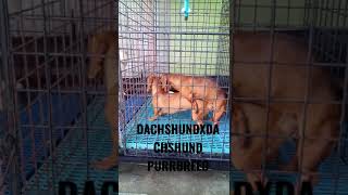 DACHSHUND STUD PUREBREED#dachshund #stud #