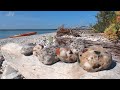 Hunting Puddingstones, Petoskey Stones and Other Michigan Rocks with Dan