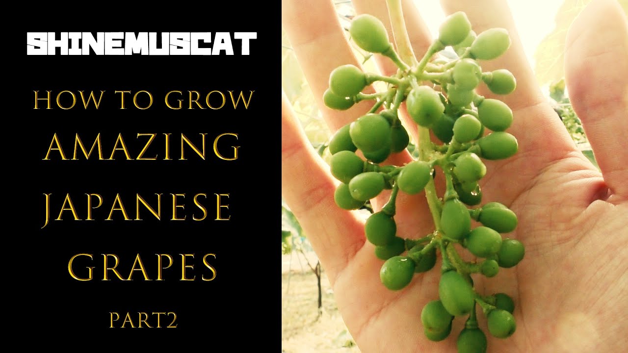 How To Grow Japanese Grapes2 シャインマスカットの育て方 ジベレリン処理1回目2回目編 Youtube