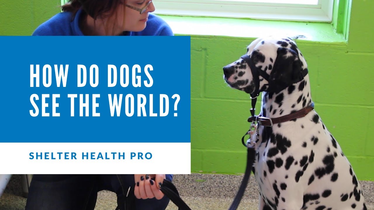 How Dogs REALLY See the World Colour? Black and white? Find out! YouTube