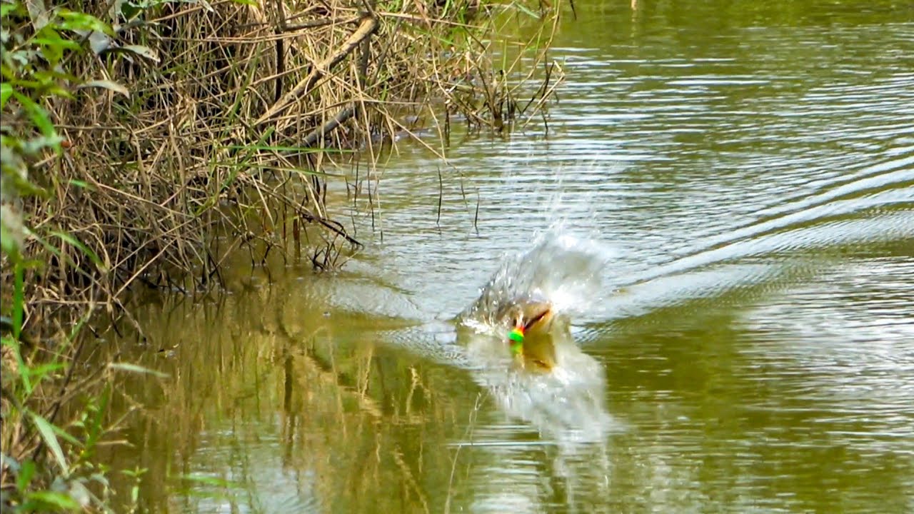 Casting Gabus Pakai Jaws Frog