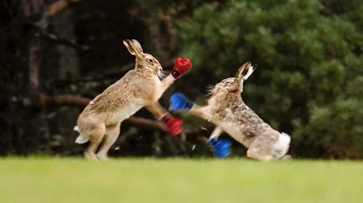 Heavyweight Hare Boxing Championship Final | Extra...