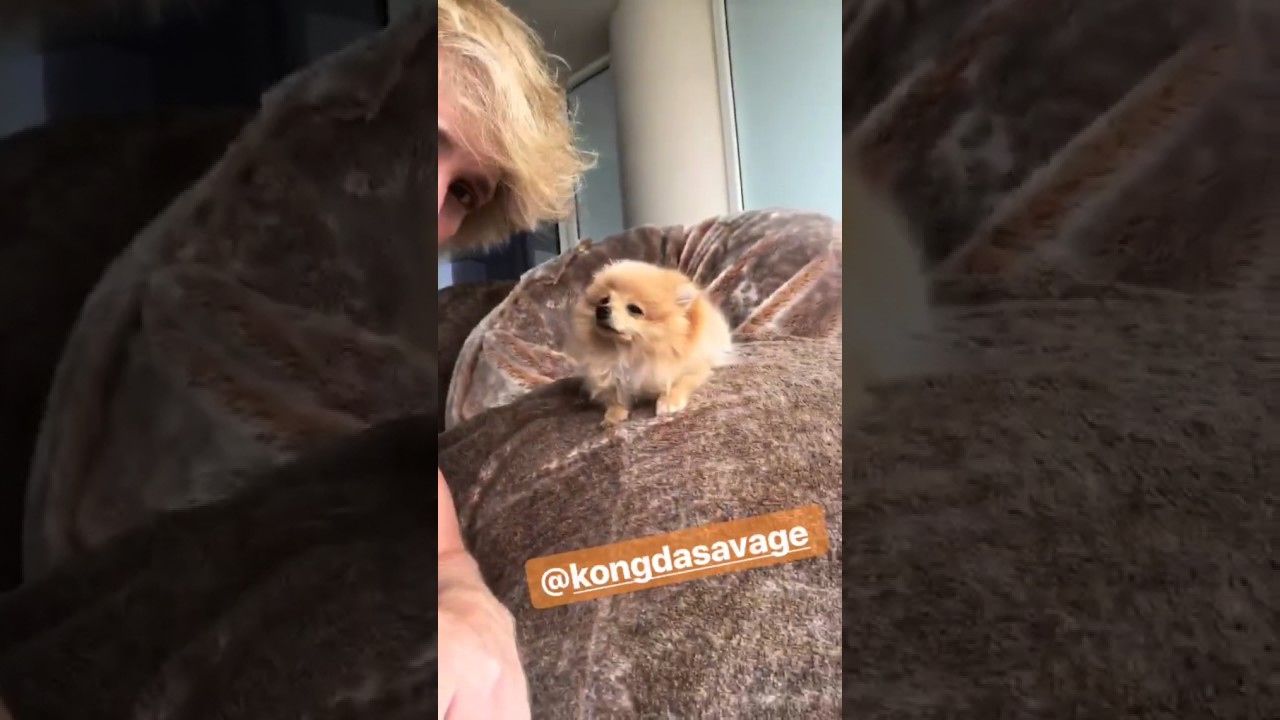 Logan Paul (Instagram)