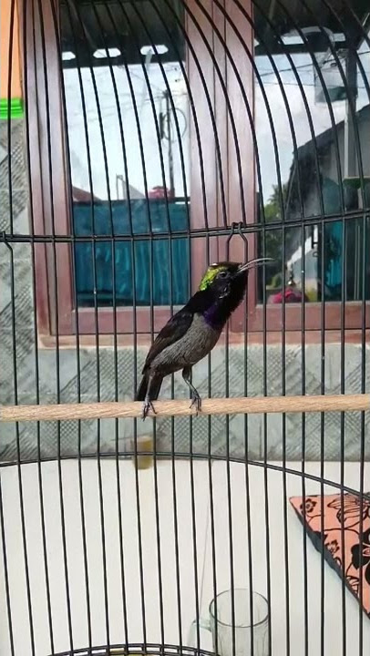 KONIN Dada Hitam Gacor