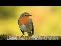 Chants  cris du rouge gorgesongs  calls european robin