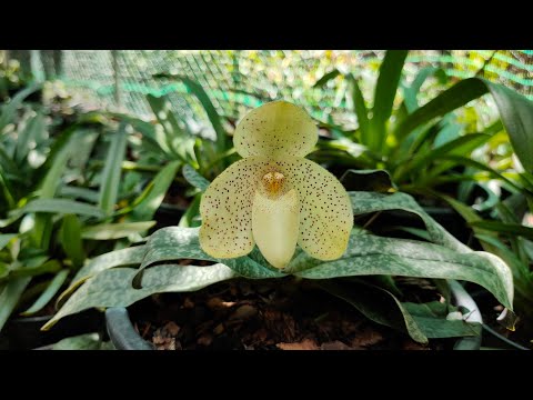 Lan Hài Gấm Paphiopedilum concolor || Hoa Lan Toán Ròm | Foci