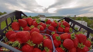 Огляд сортів полуниці фріго Скала,Флаголаура,Клодія,Джусі,Лючія